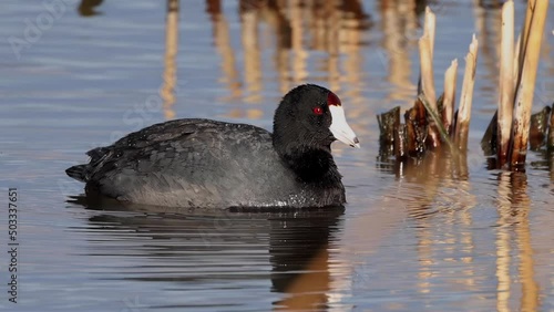 American coot a mud hen or pouldeau bird, a bird of the family Rallidae. 