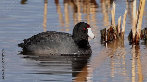 American coot a mud hen or pouldeau bird, a bird of the family Rallidae.  photo