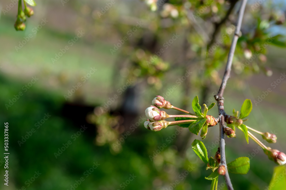 Cherry buds on a branch in the garden. Spring theme.