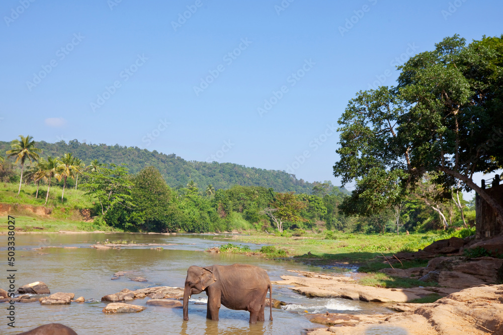 Elephant on Sri Lanka - obrazy, fototapety, plakaty 