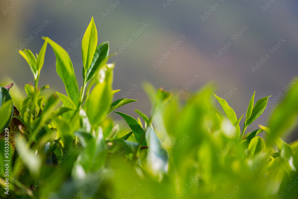 Tea plantation Tea plantation