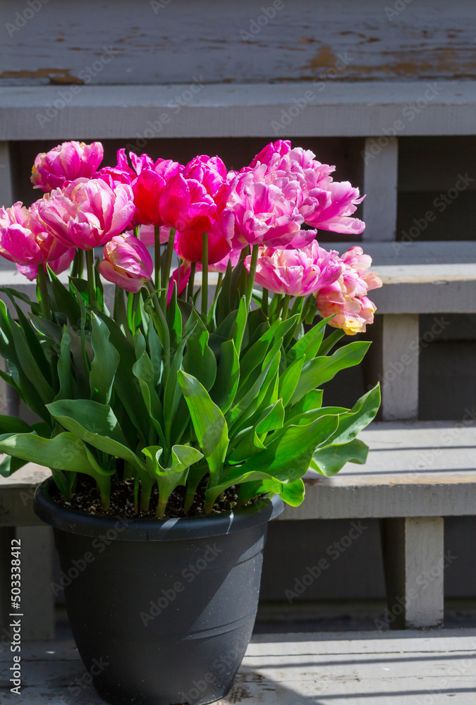 Obraz premium Tulips