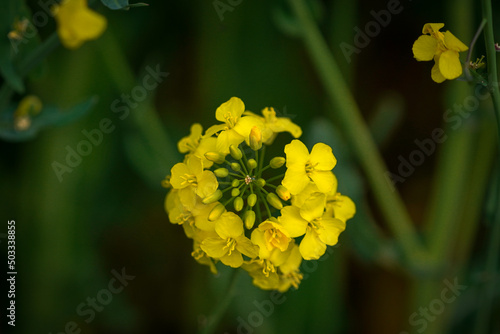 yellow flowers in the garden