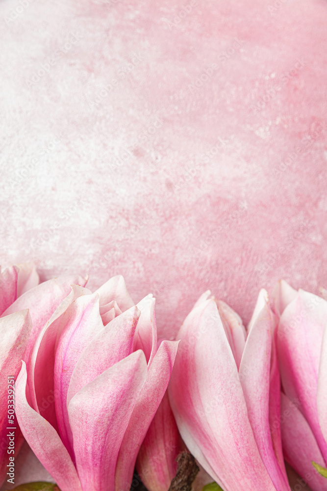 Pink magnolia flowers on pink concrete background. Flat lay. Top view. Mothers day or wedding background