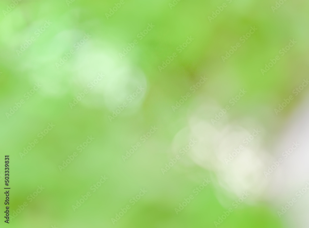 Abstract blur Green leaves of tree in nature forest Abstract blur Green leaves of tree in nature forest