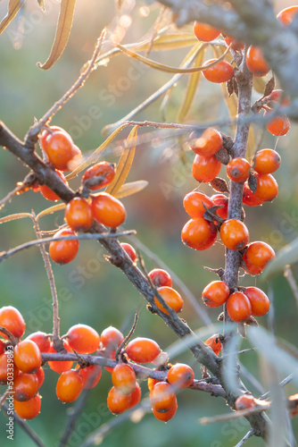 Sea buckthorn branch with ripe orange or yellow berries. Autumn season. Selective focus.