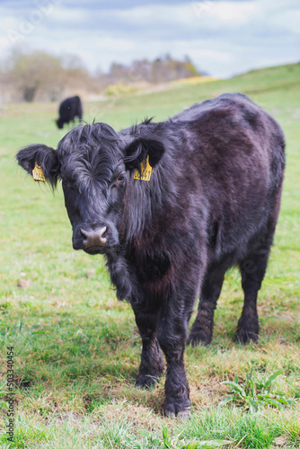 Beautiful long-haired cows graze on a pasture in Denmark