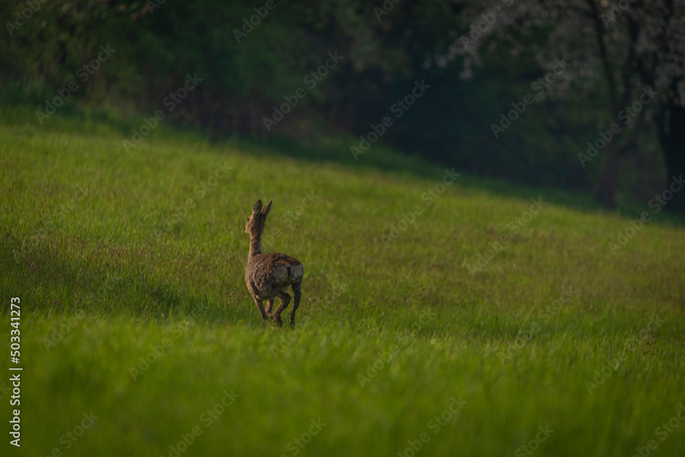 Deer on spring color meadow in Zlin area in Moravia Deer on spring color meadow in Zlin area in Moravia