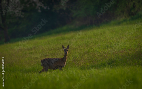 Deer on spring color meadow in Zlin area in Moravia