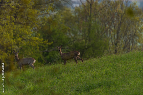 Deer on spring color meadow in Zlin area in Moravia