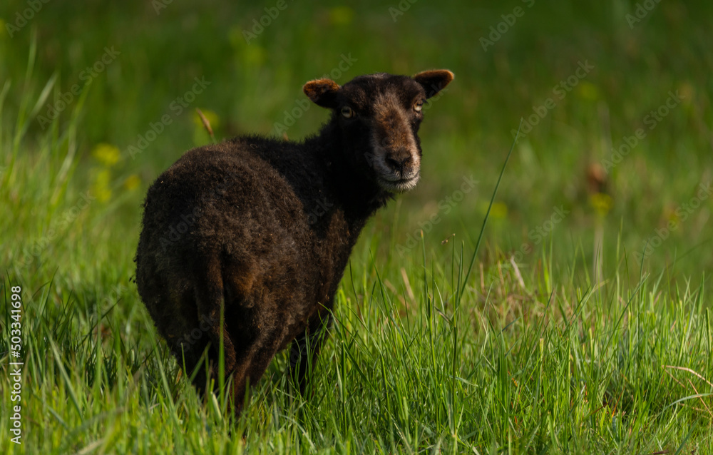 Goats on spring meadow in nice sunny morning Goats on spring meadow in nice sunny morning
