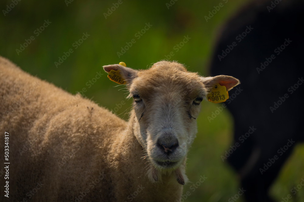 Goats on spring meadow in nice sunny morning Goats on spring meadow in nice sunny morning