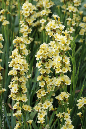 Flowering spikes of pale yellow eyed grass photo