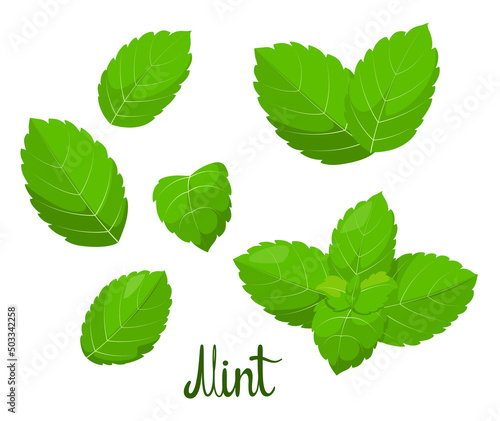 A set of mint leaves on a white background. Herbs. Vector illustration.
