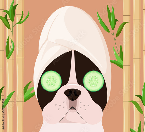 A French bulldog with a towel on his head. Spa treatments. Grooming. Cartoon design.
