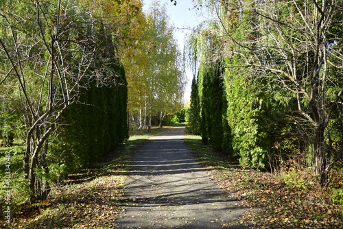An asphalt sidewalk through a forest plantation in the autumn arboretum. Ulyanovsk Russia.