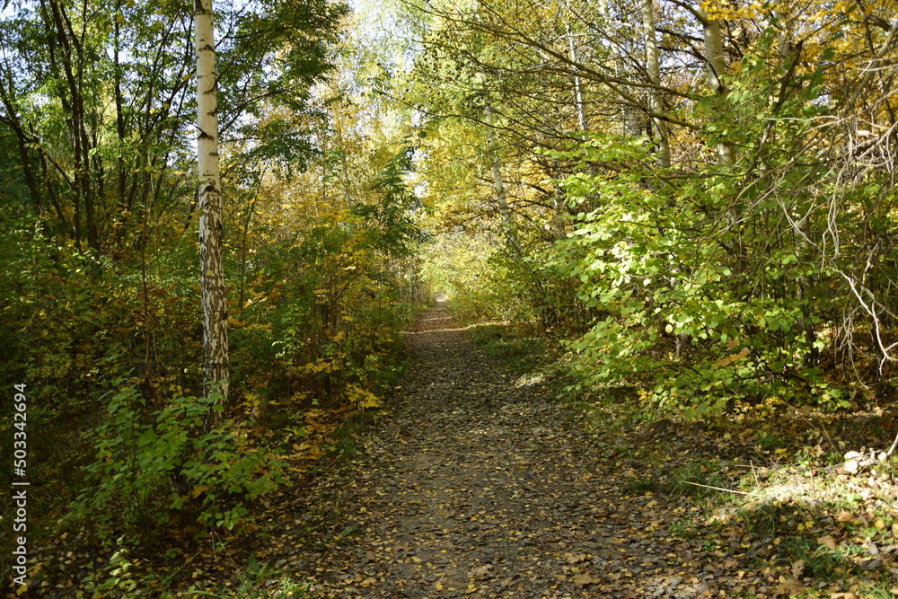 Obraz premium Dirt road through the autumn forest in the arboretum. Ulyanovsk Russia