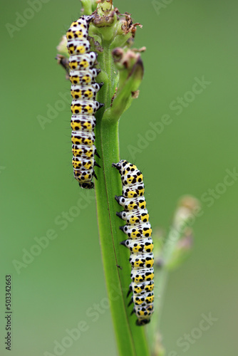 Mullein moth caterpillars feeding on figwort photo