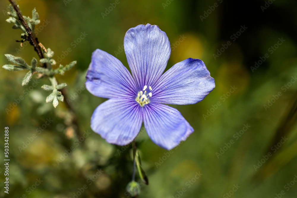 Beautiful wild blue flower growing freely in the field, under the radiant sun.