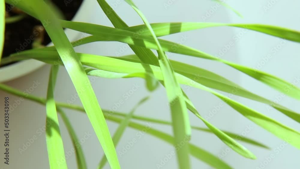 Green wheat sprouts illuminated by the sun. Seedlings top view. In motion Green wheat sprouts illuminated by the sun. Seedlings top view. In motion