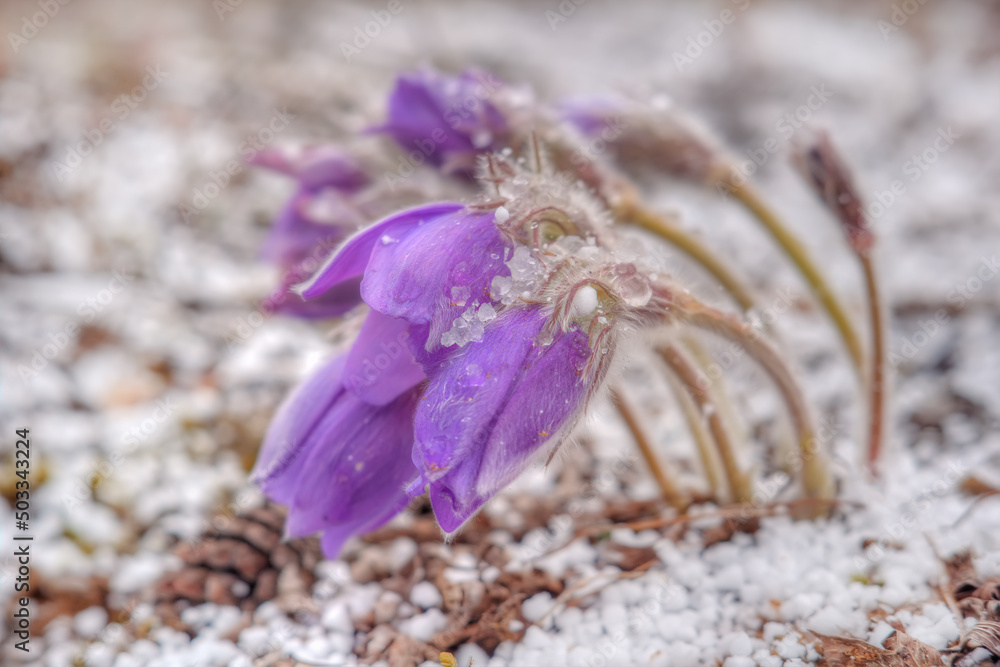 Spring flower lumbago open. The hail lies around the snowdrop. Spring flower lumbago open. The hail lies around the snowdrop.