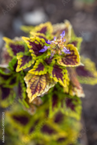 blooming coleus flower close-up on the open sky