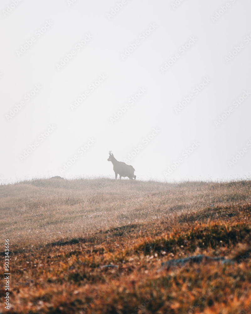 Fototapeta premium Gams im Nebel in den Alpen