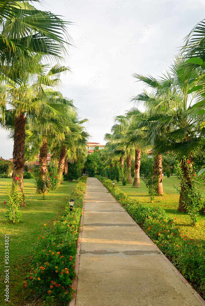 A path between palm trees in Turkey A path between palm trees in Turkey
