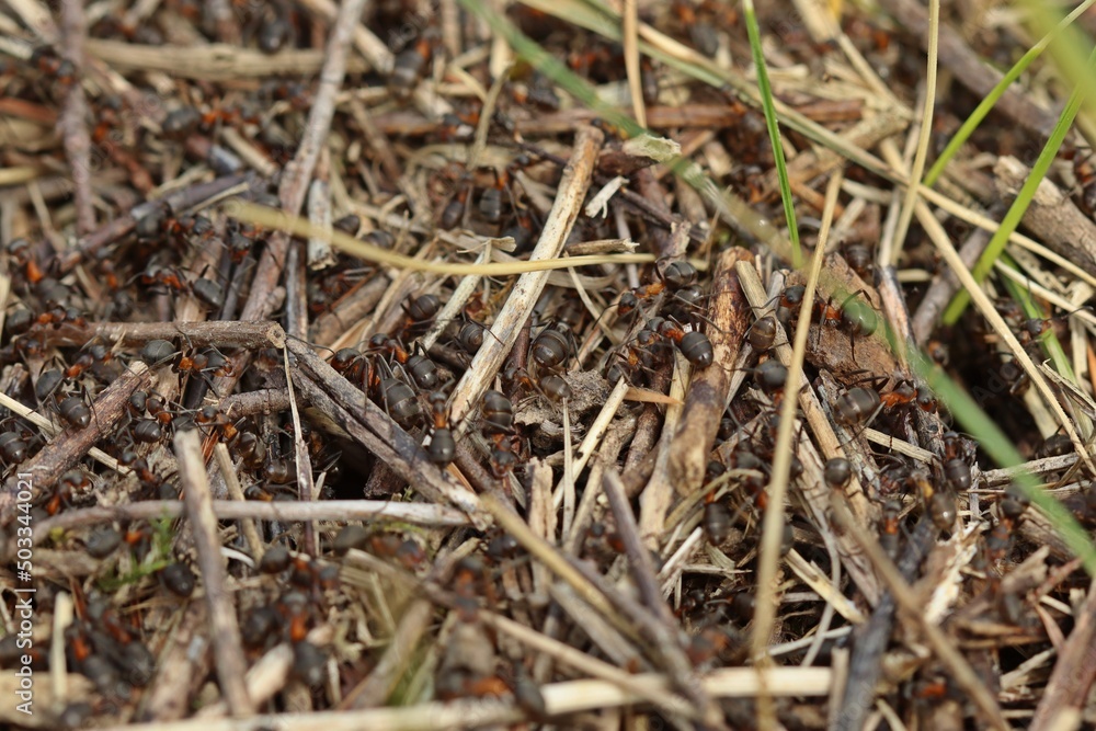 Nest der Großen Wiesenameise (Formica pratensis) Nest der Großen Wiesenameise (Formica pratensis)