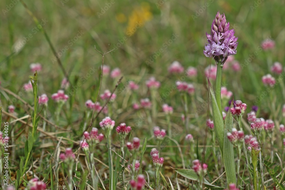 Dreizähniges Knabenkraut (Neotinea tridentata).mit weiblichem Gewöhnlichen Katzenpfötchen (Antennaria dioica) Dreizähniges Knabenkraut (Neotinea tridentata).mit weiblichem Gewöhnlichen Katzenpfötchen (Antennaria dioica)