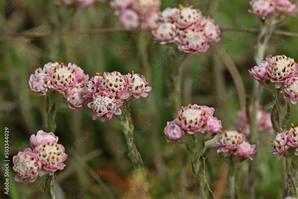 Männliches Gewöhnliches Katzenpfötchen (Antennaria dioica) Männliches Gewöhnliches Katzenpfötchen (Antennaria dioica)
