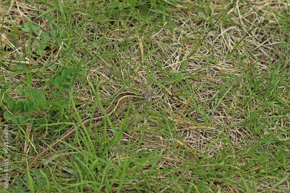 Weibliche Zauneidechse (Lacerta agilis).