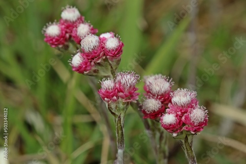 Weibliches Gewöhnliches Katzenpfötchen (Antennaria dioica) photo