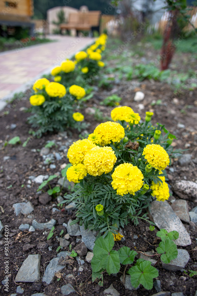 Obraz premium beautiful yellow calendula flowers growing in the garden. flower marigolds in the garden outdoors