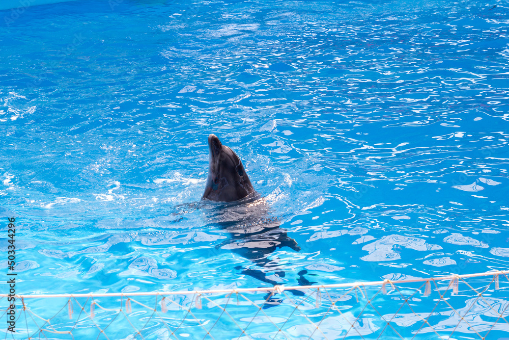 Obraz na płótnie Dolphin in the pool of the Dolphinarium stuck its head out of the water w salonie
