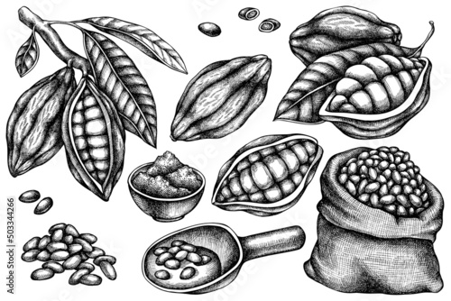 Vector set of hand drawn black and white cocoa beans, cocoa