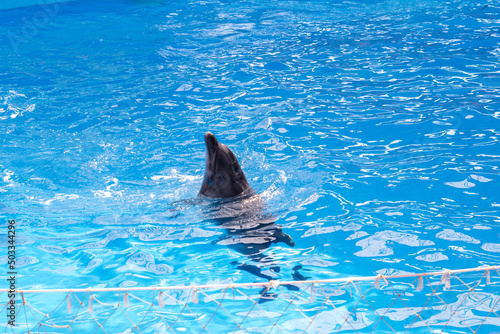 Dolphin in the pool of the Dolphinarium stuck its head out of the water
