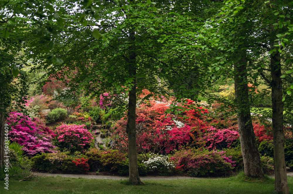 Beautiful Garden with blooming trees and bushes during spring time, Wales, UK Beautiful Garden with blooming trees and bushes during spring time, Wales, UK