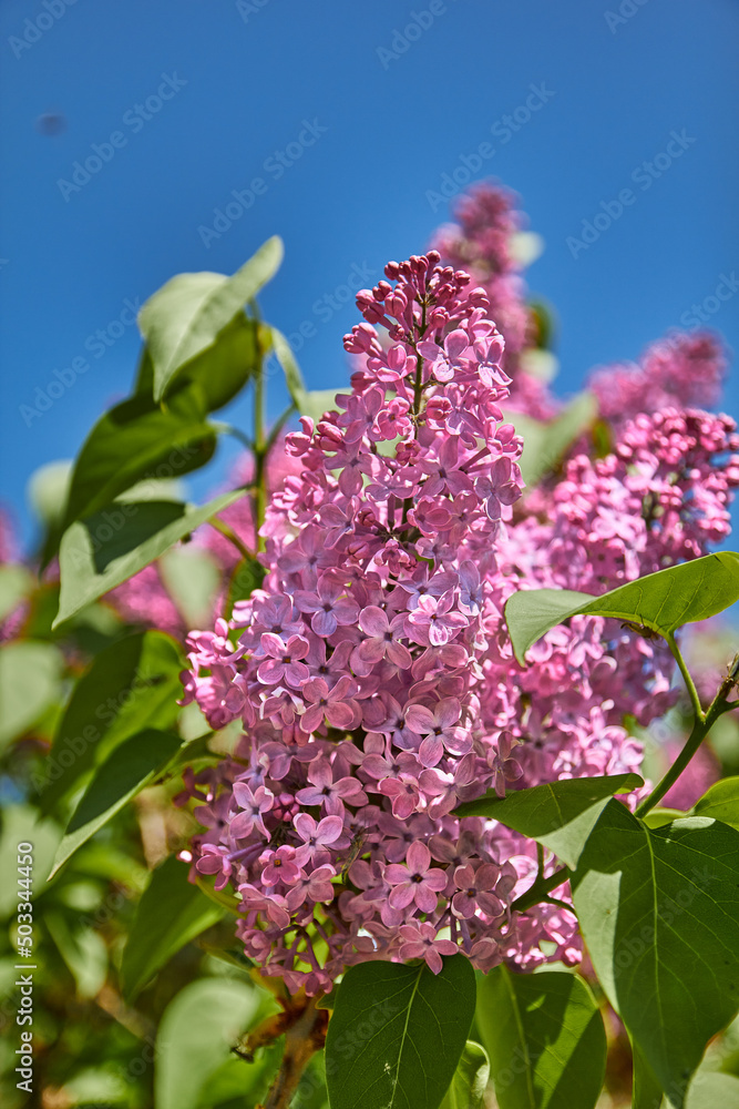 Obraz premium pink flowers