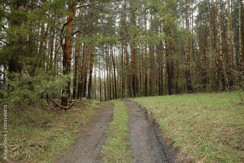 a spring pine forest, Skripino village Ulyanovsk, Russia. the stone in the forest. (Skrzypinski Kuchury) a spring pine forest, Skripino village Ulyanovsk, Russia. the stone in the forest. (Skrzypinski Kuchury)