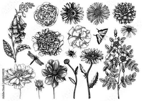 Hand-sketched flower illustrations collection. Vintage summer florals drawing set. Detailed and elegant garden plant on white background. Botanical elements in engraved style.