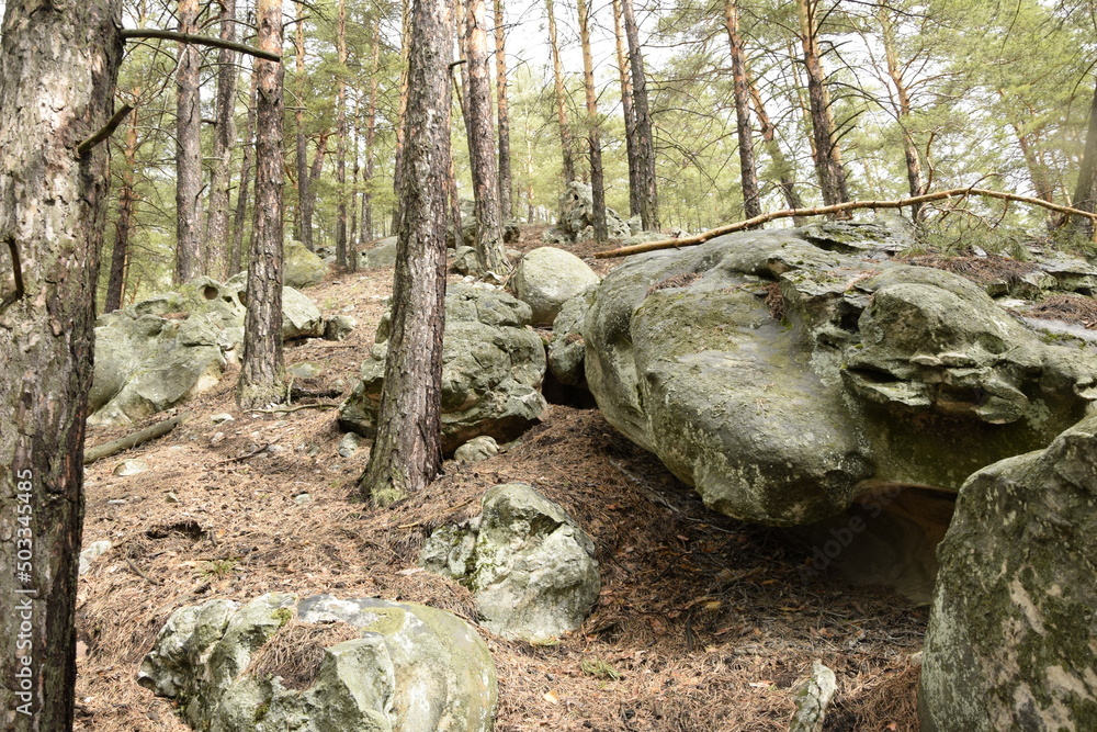 Huge stones in a spring pine forest, Skripino village Ulyanovsk, Russia. the stone in the forest. (Skrzypinski Kuchury) Huge stones in a spring pine forest, Skripino village Ulyanovsk, Russia. the stone in the forest. (Skrzypinski Kuchury)