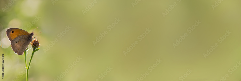 Motyl strzępotek ruczajnik na zielonym tle - obrazy, fototapety, plakaty 
