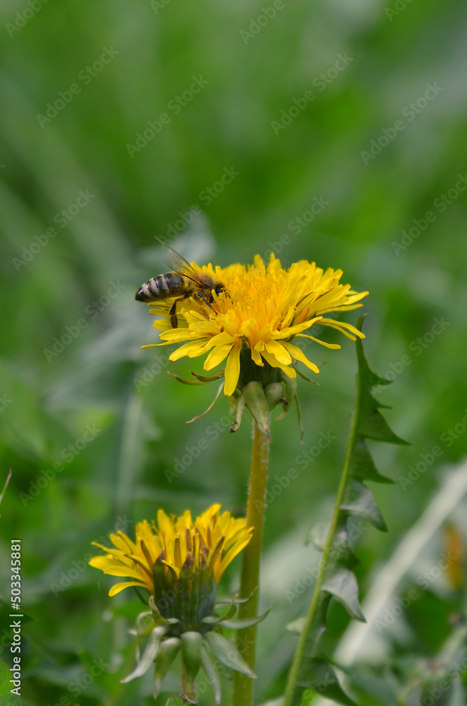 Honey bee on yellow dandelion eating nectar from flower. Photo of bee pollinates dandelion flower on blurred spring greenery background . Free copy space Honey bee on yellow dandelion eating nectar from flower. Photo of bee pollinates dandelion flower on blurred spring greenery background . Free copy space