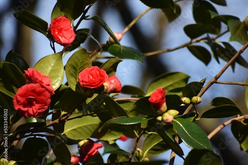 Canvastavla Camellia japonica flowers, in the garden.
