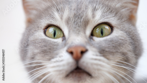 Beautiful muzzle of cat with green eyes closeup © megaflopp