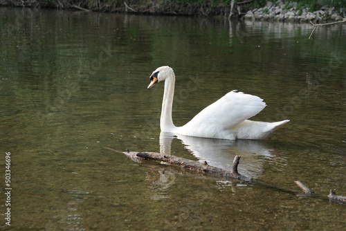 Schwan mit offenen Fl  geln schwimmt