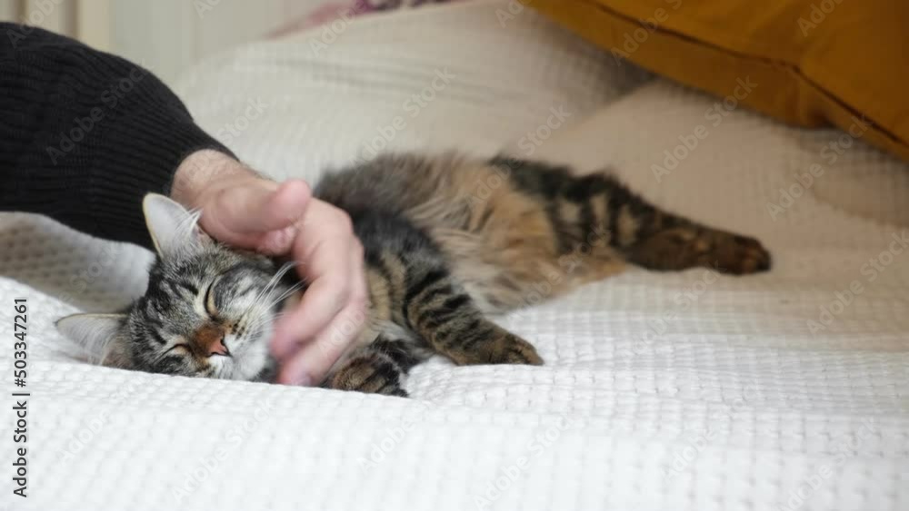 Close up of a male hand stroking tabby gray cat. Home comfort. Man stroking cute cat on the head, which lies on the bed. Domestic life with pet. Bedroom interior background. Close up of a male hand stroking tabby gray cat. Home comfort. Man stroking cute cat on the head, which lies on the bed. Domestic life with pet. Bedroom interior background.