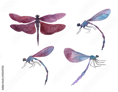 Purple dragonfly, watercolor insect drawing, handmade isolated on a white background, stylized dragonfly