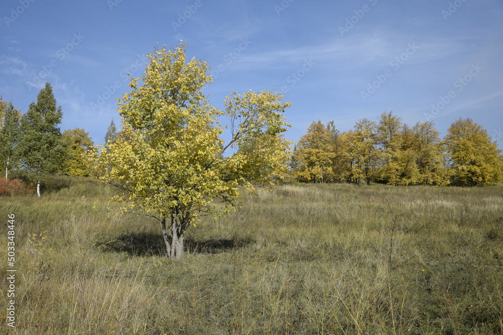 A lonely tree in a field in Sengileyevsky district of Ulyanovsk region, Russia A lonely tree in a field in Sengileyevsky district of Ulyanovsk region, Russia